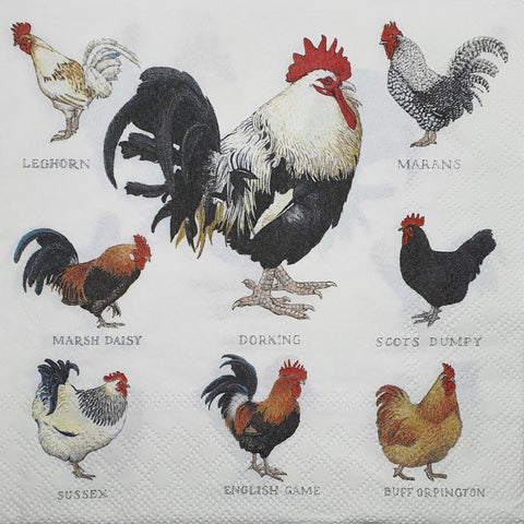 GALLOS Y GALLINAS 20