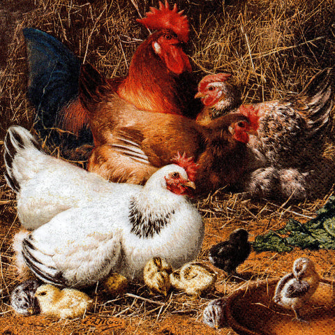 GALLOS Y GALLINAS 10