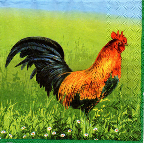 GALLOS Y GALLINAS 7