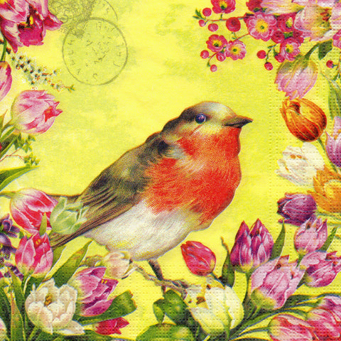 PAJAROS 52